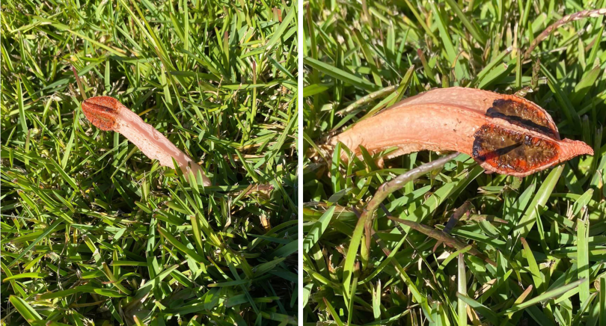 Aussie woman makes 'creepy' garden discovery: 'Smells like rotten meat'