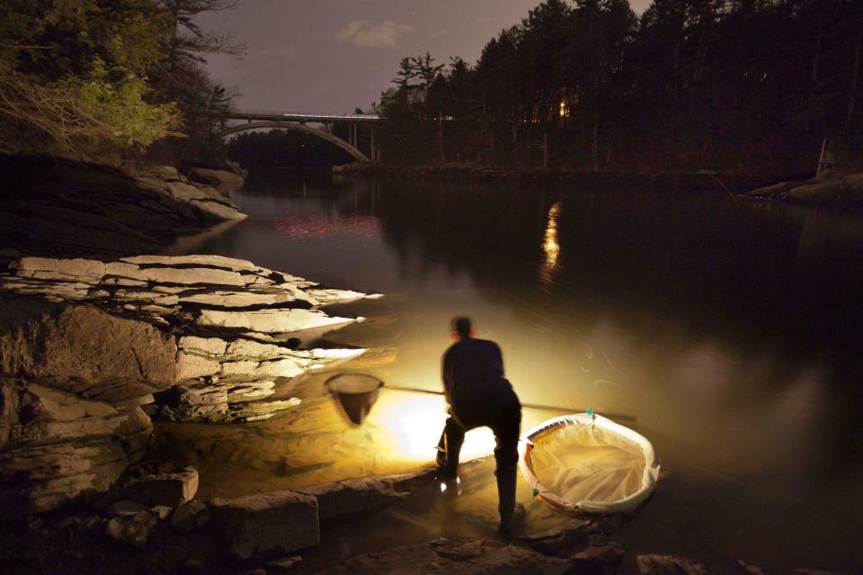 Bruce Steeves uses a lantern to look for young eels, known as elvers, on a river, Thursday, March 23, 2012, in southern Maine. Fishermen in the U.S.'s only commercial-scale fishing industry for valuable baby eels once again had a productive season searching for the tiny fish.