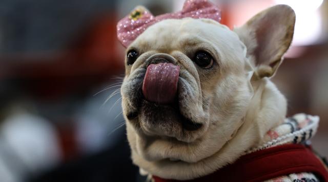 Liverpool could keep Fabinho as midfielder's DOGS complicate Saudi transfer