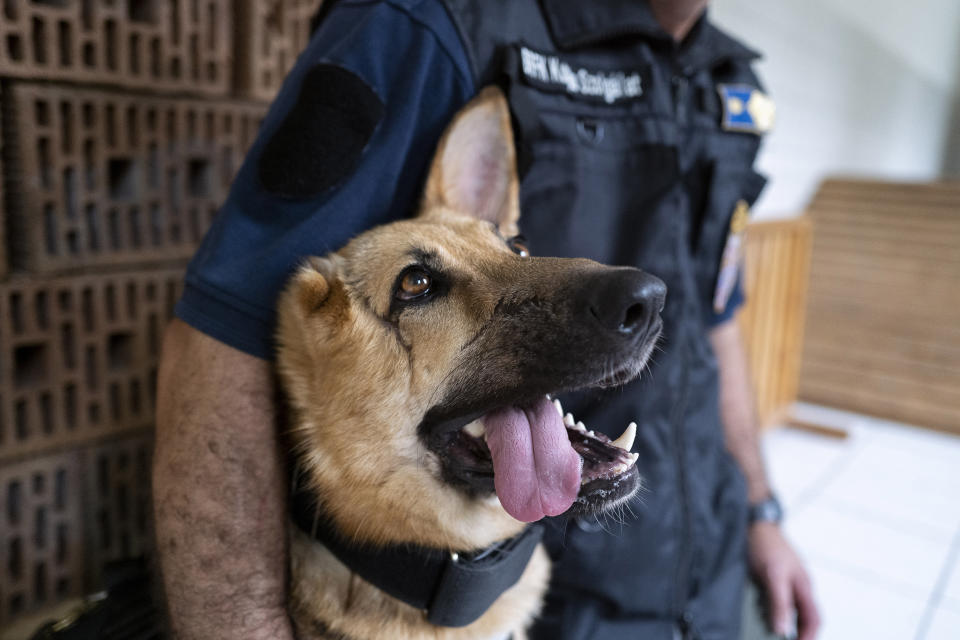 Rambo, a German Shepherd, who was injured in Ukraine's embattled Kharkiv region and was later adopted by the Budapest Police's dog squad is photographed, in Budapest Hungary. June 6, 2023. Rambo is now training with the Budapest Police in neighboring Hungary, and setting an example that dogs and people, can do great things despite their disabilities. Three-year-old Rambo accompanied Ukrainian soldiers on the front line in Ukraine's Kharkiv region when a rocket attack sent shrapnel into his head, blowing away pieces of skull, damaging his jaw and severely mangling his right ear. (AP Photo/Bela Szandelszky)