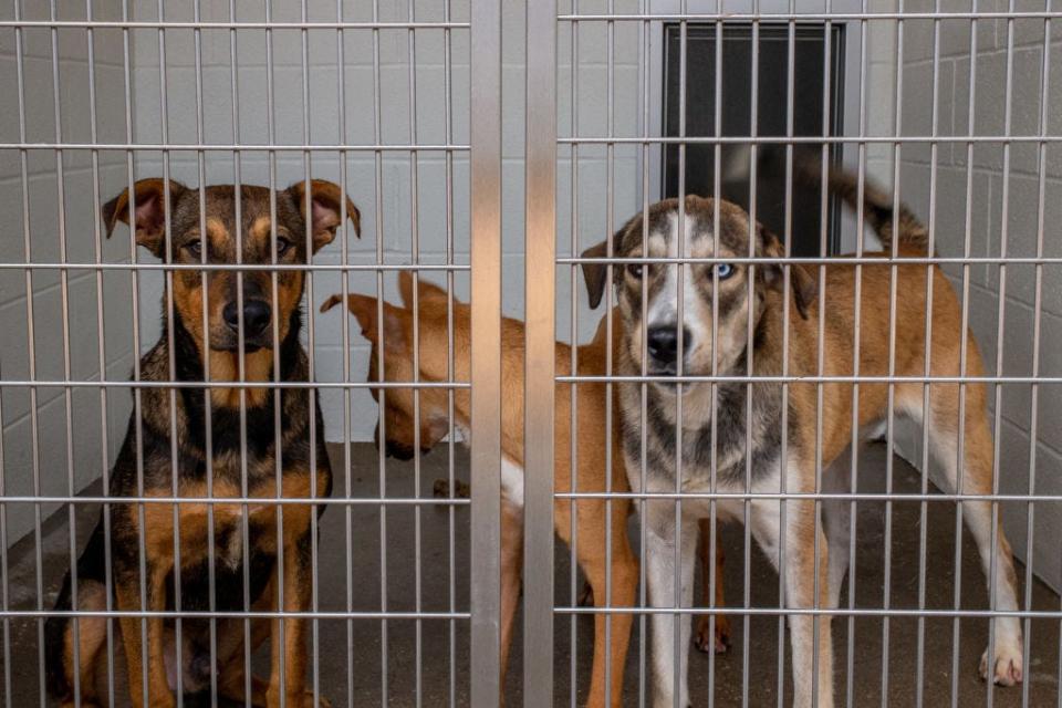 Pet shelter and rescue populations in the U.S. have surged by 900,000 overall since January 2021.