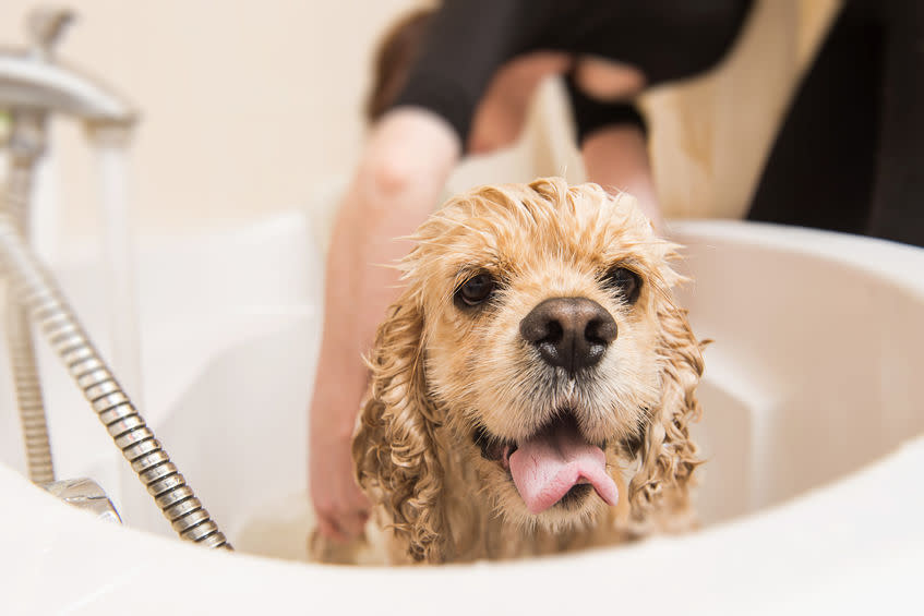 American cocker spaniel in the bathroom