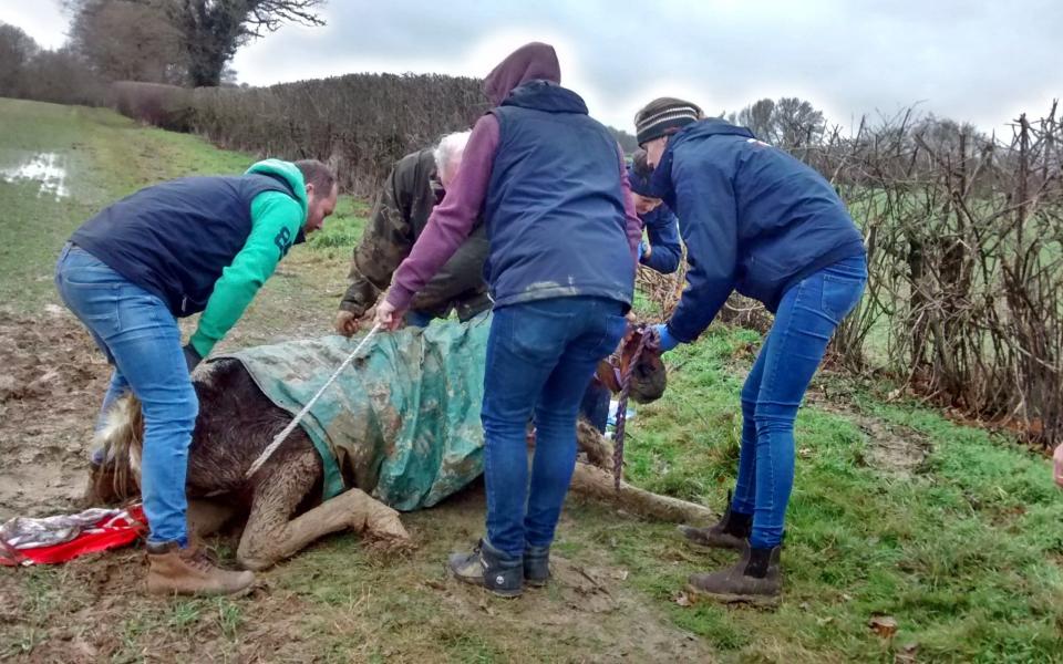 The animal charity took 980 abandoned horses into their care throughout 2017, up from 673 in 2015 - RSPCA