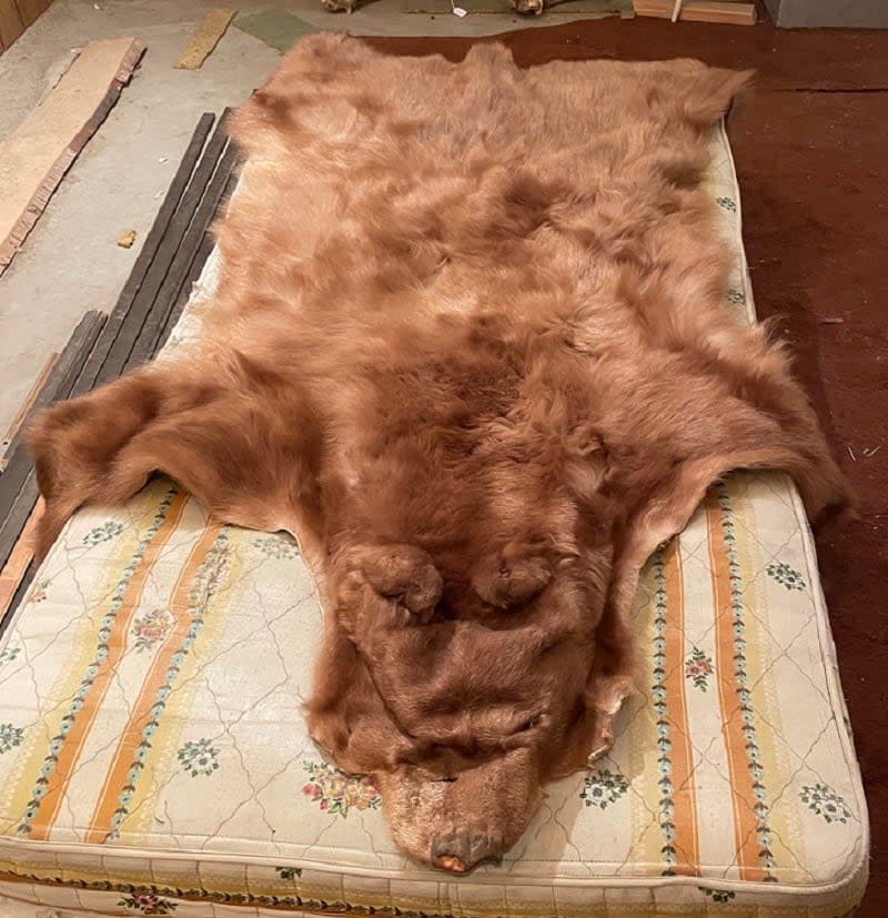 An image of a bear hide, one of a trophy hunter's collection that police say was stolen in a break and enter. 