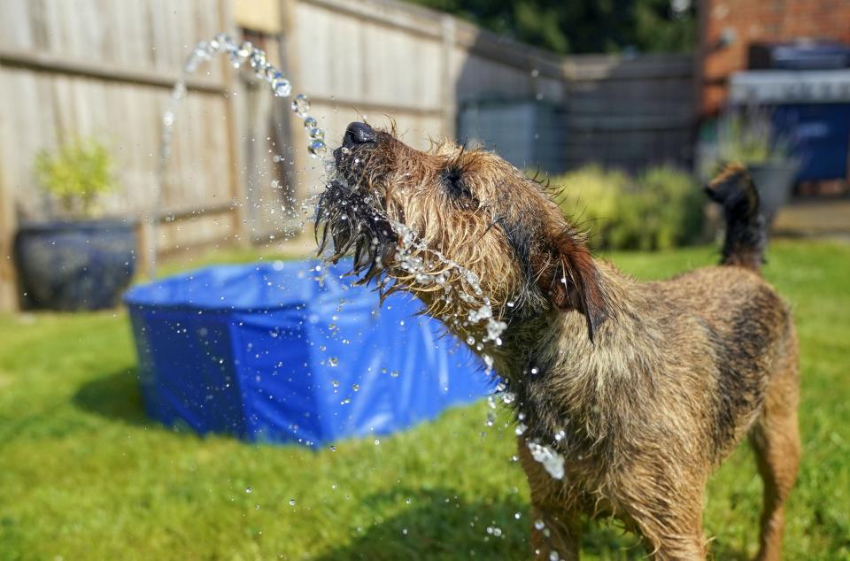 Pets had to find ways to cool down in the roasting weather (Steve Parsons/PA) (PA Wire)