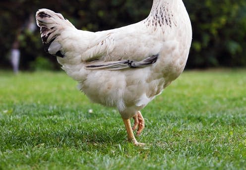 <span class="caption">Running around like a...</span> <span class="attribution"><a class="link " href="https://www.shutterstock.com/image-photo/chicken-bio-farm-679519759?src=Nh9zomUZXQdEoEui7QiQ3Q-7-78" rel="nofollow noopener" target="_blank" data-ylk="slk:Shutterstock.;elm:context_link;itc:0;sec:content-canvas">Shutterstock.</a></span>