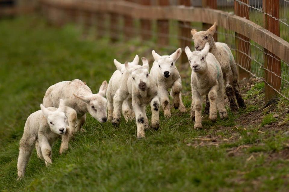 Spring lambs at Moreton Morrell College in Warwickshire, on the day of the spring equinox (Jacob King/PA) (PA Archive)