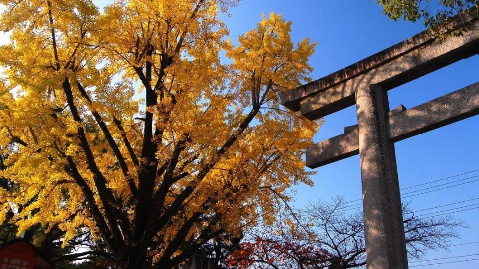 豐國神社鳥居旁的大銀杏樹。（圖 /「京都市台灣推廣事務所提供」與「©︎MKメディア提供」）