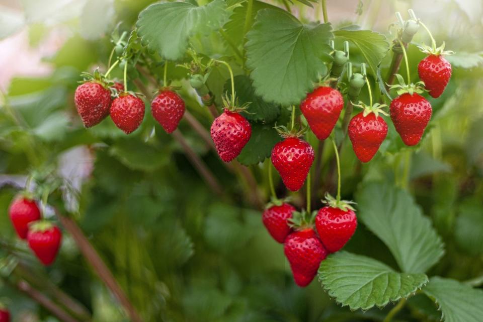 11) Strawberries