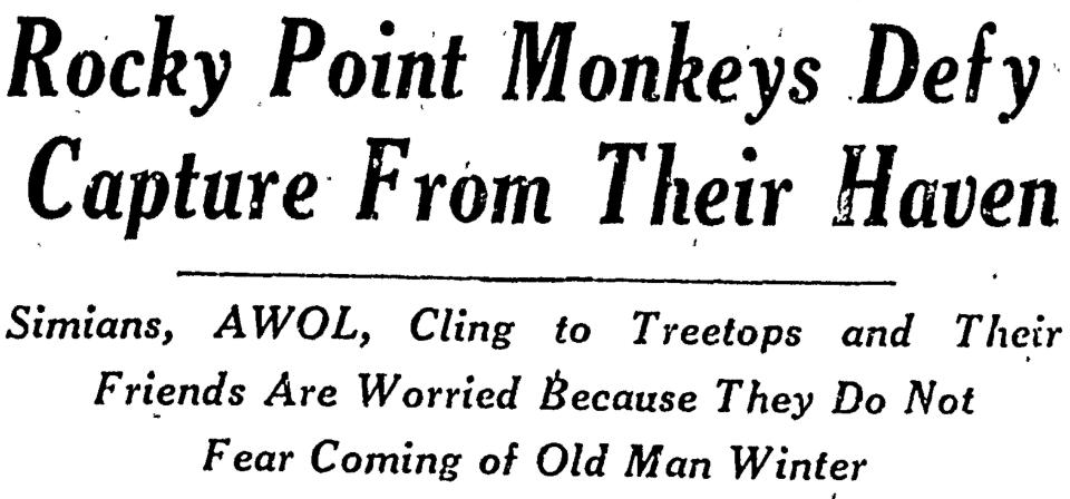 1937/11/16 Providence Journal Rocky Point monkey headline