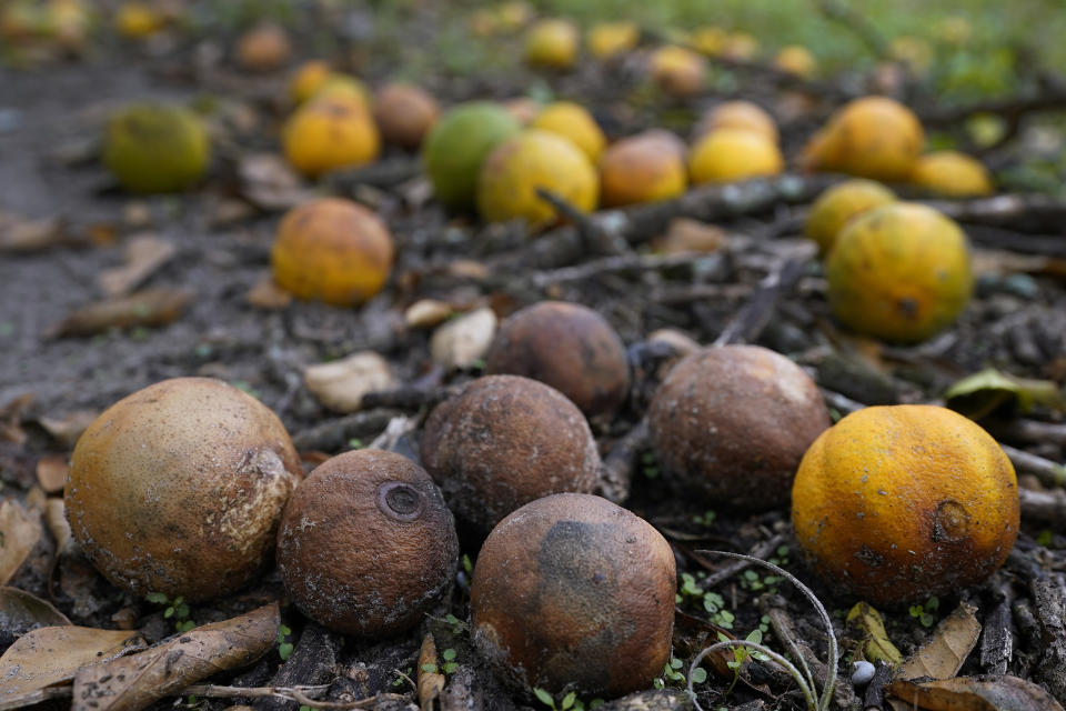 Oranges rot on the ground Wednesday, Oct. 12, 2022, at Roy Petteway's Citrus and Cattle Farm after they were knocked off the trees from the effects of Hurricane Ian in Zolfo Springs, Fla. (AP Photo/Chris O'Meara)