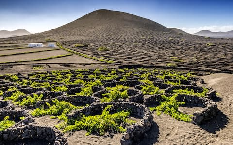 la geria vineyard - Credit: getty