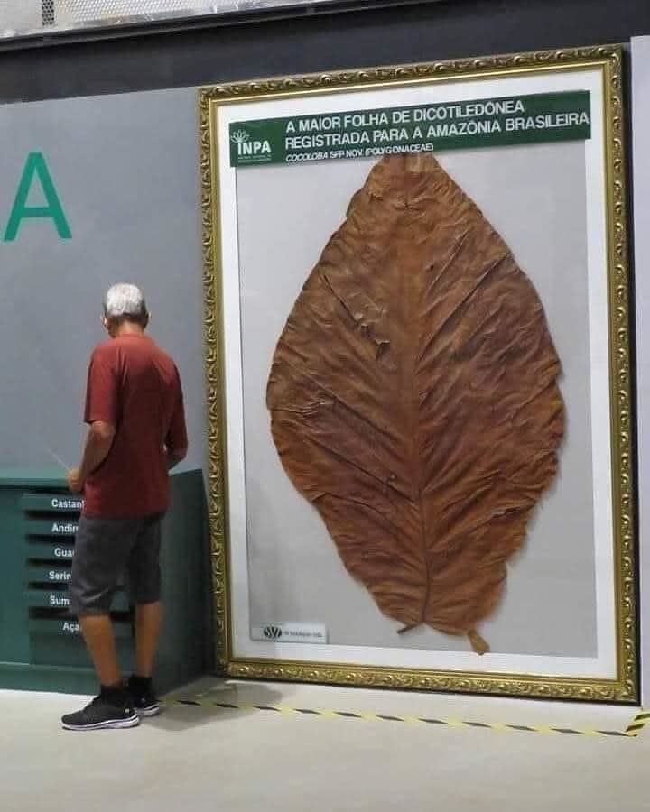 Man standing next to a framed giant leaf up against a wall and taller than he is