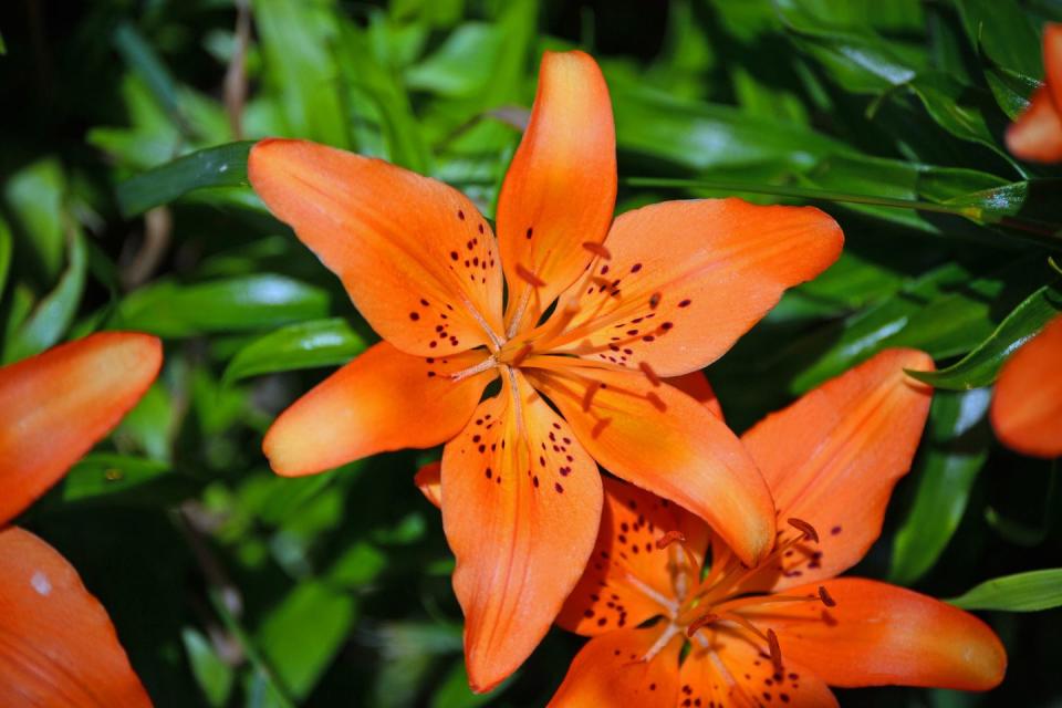 close up of orange lily