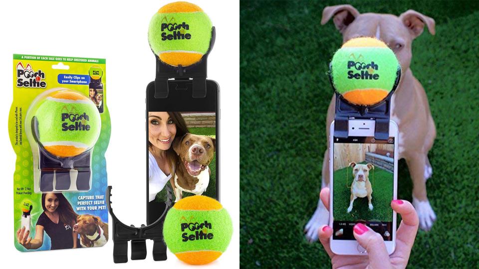 Dogs might not love photos, but they love tennis balls.