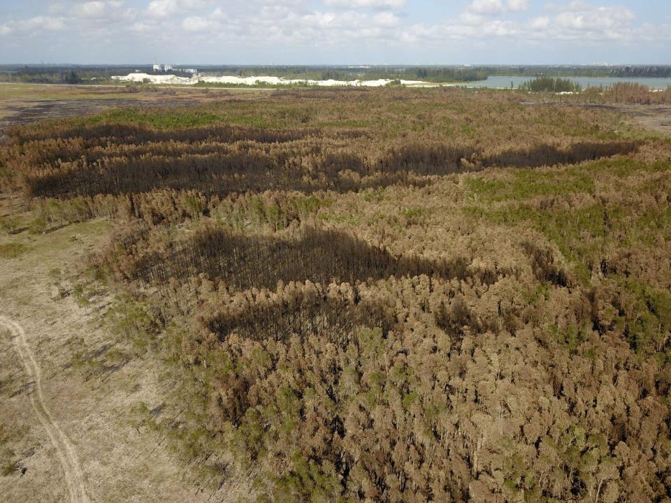 An aerial image shows a mixture of burned and unburned non-native melaleuca trees along the jagged western perimeter of the Sunday Afternoon Fire in Everglades National Park on April 24, 2020.