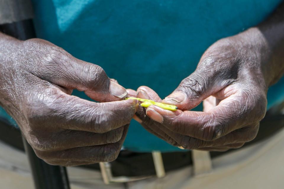 Robert "Uncle Bob" Johnson opens a seed pod from a Georgia Collard plant.