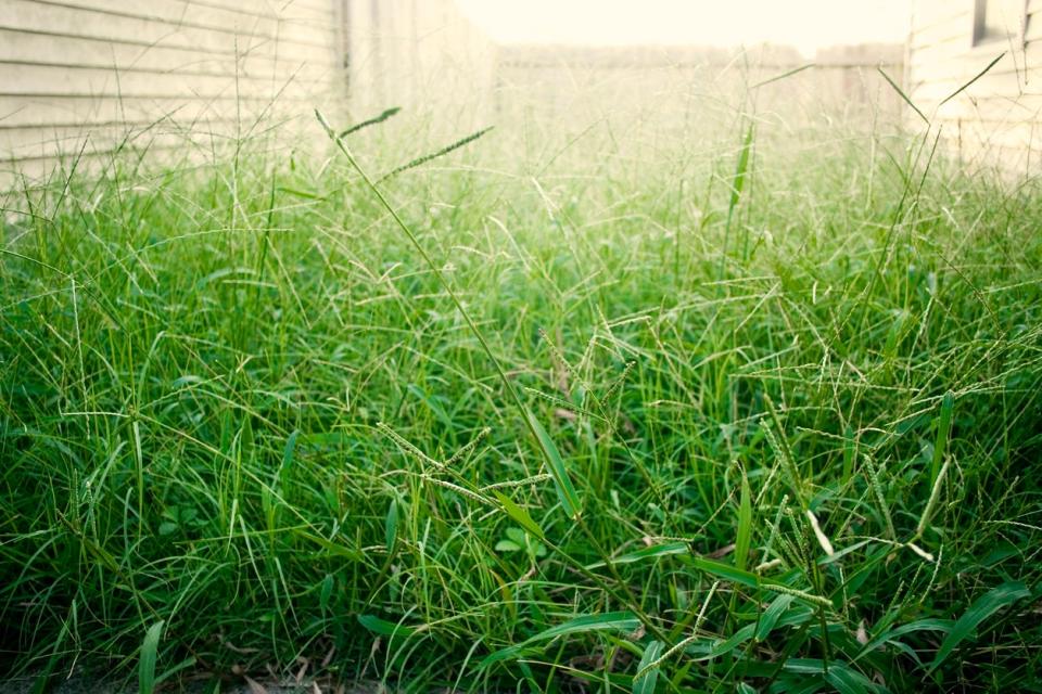 low view of long grass in sunlit overgrown yard 