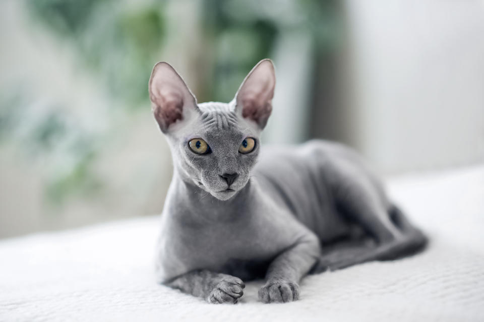 Sphynx (Getty Images/iStockphoto)