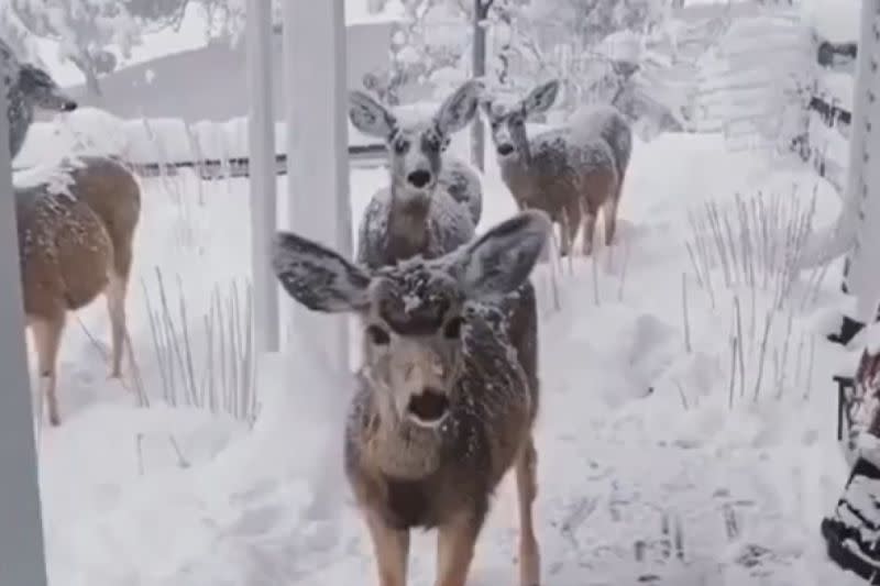 ▲鹿們：謝謝你救了我們的同伴，我們永遠感謝你！（圖／Instagram：ayudaanimalglobal） 