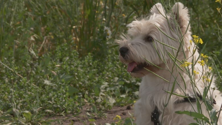 Woman protests Edmonton herbicide use with 2 hour park standoff