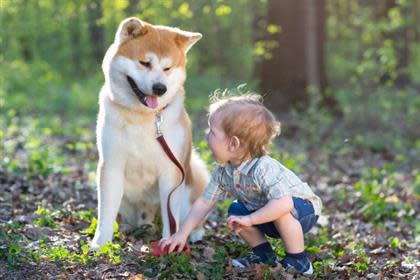 are akitas good pets for families with young children