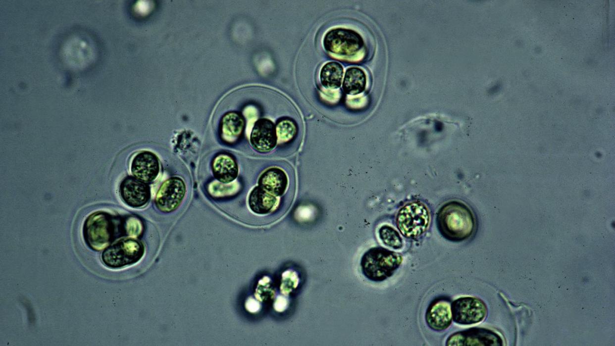 blue green algae living gloeocapsa cyanobacteria nitrogen fixing unicellular cells enclosed in layers 250x h