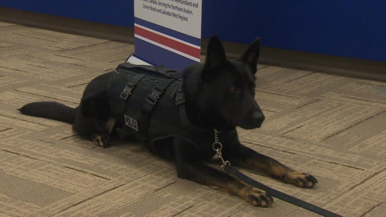 RNC dog gets bulletproof vest