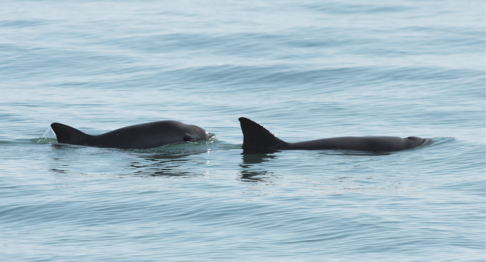 Close-up picture of two vaquita in the foreground. 