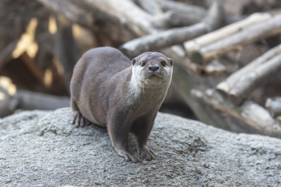 otter looking at camera