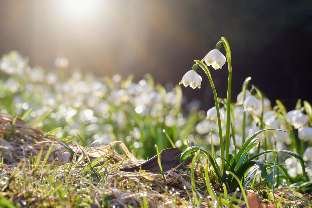 Es wird frühlingshaft diese Woche! (Symbolbild: Getty)