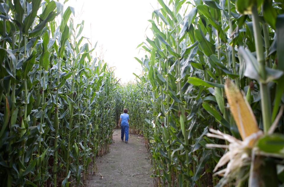 Mary Whitcomb of Williston walks through the two acre corn maze she and her family run at Whitcomb's Land of Pumpkins on Fay Lane in Williston on Friday, September 7, 2007.