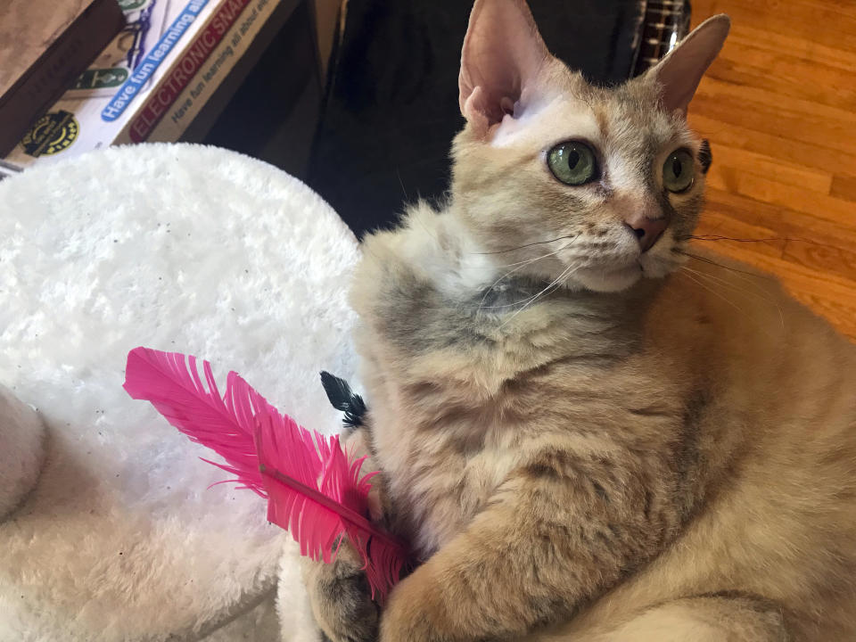 In this photo provided by Kathrine Varnes, Bob plays with a feather toy in his home in Larchmont, N.Y. To protect bird populations, as well as the cats that prey on them, both bird and cat experts urge cat owners to keep their felines indoors, on leashes or in "catios." (Henry Kelemen/Kathrine Varnes via AP)