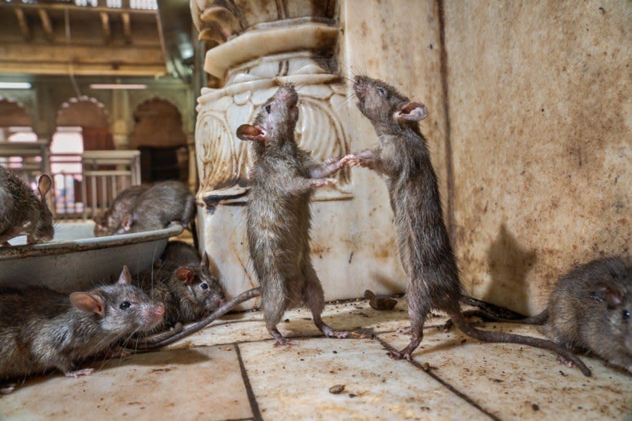 Two rats at Karni Mata Temple box to determine which is dominant. Rats are social animals that take good care of their offspring. Studies show they will free a fellow rat from a small cage – even if it means giving up a treat. This suggests to some researchers that rats feel empathy. (National Geographic/Charlie Hamilton James)