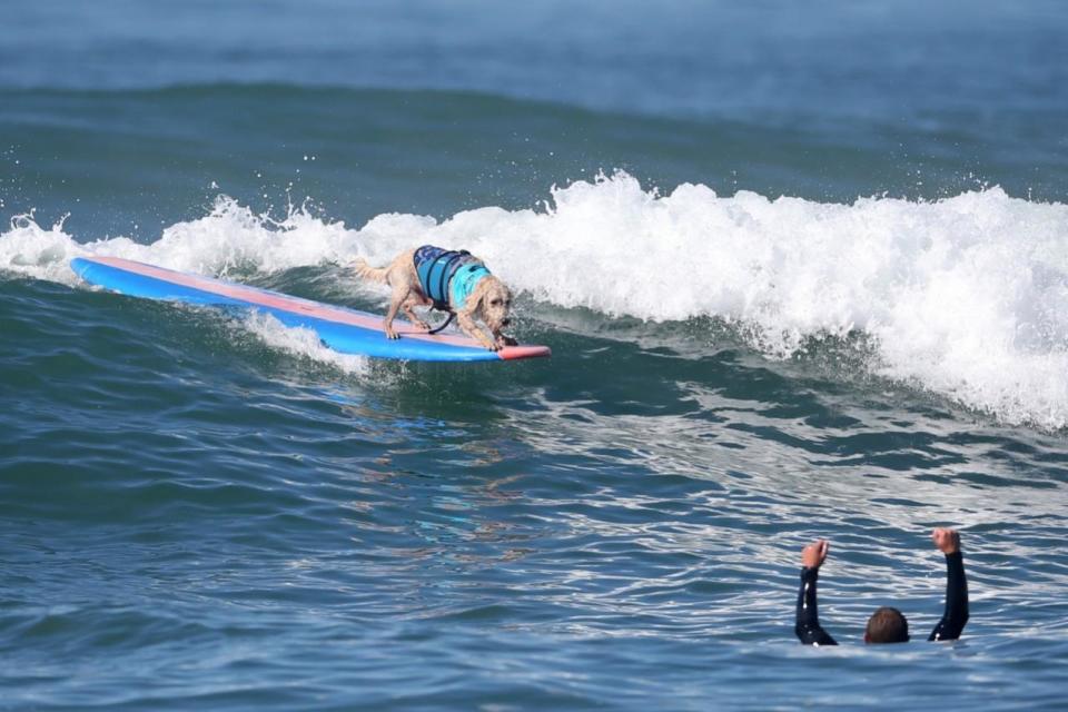 <p>A swimmer cheers as a dog rides a wave during the Surf City Surf Dog competition in Huntington Beach, California, U.S., September 25, 2016. REUTERS/Lucy Nicholson</p>