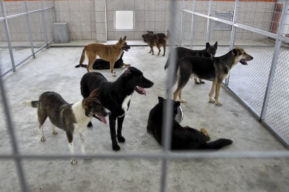 stray dog found in Scotland is from Spain