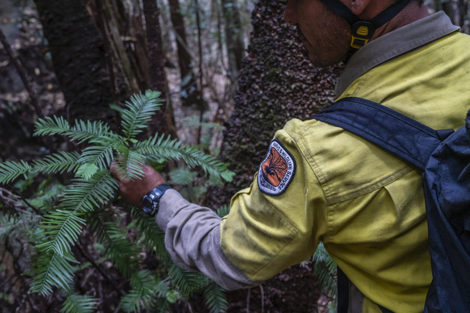 Forecasters expressed hope this week that rain would bring relief to areas hit by the ongoing bushfires. (Photo: New South Wales Government)