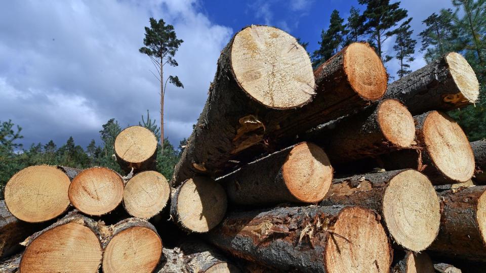 Holz wird bei Dieben immer beliebter. (Bild: dpa)