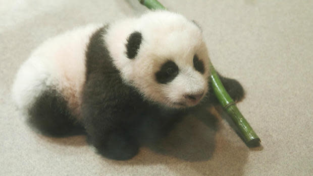 Xiao Qi Ji, a giant panda cub born at the Smithsonian's National Zoo this summer.  / Credit: CBS News