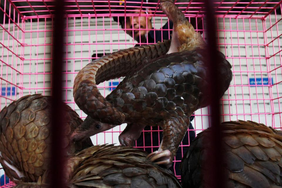 Poached in Africa, pangolin meat is consumed by hunters and the scales are destined for the Chinese pharmacopoeia market (Reuters)