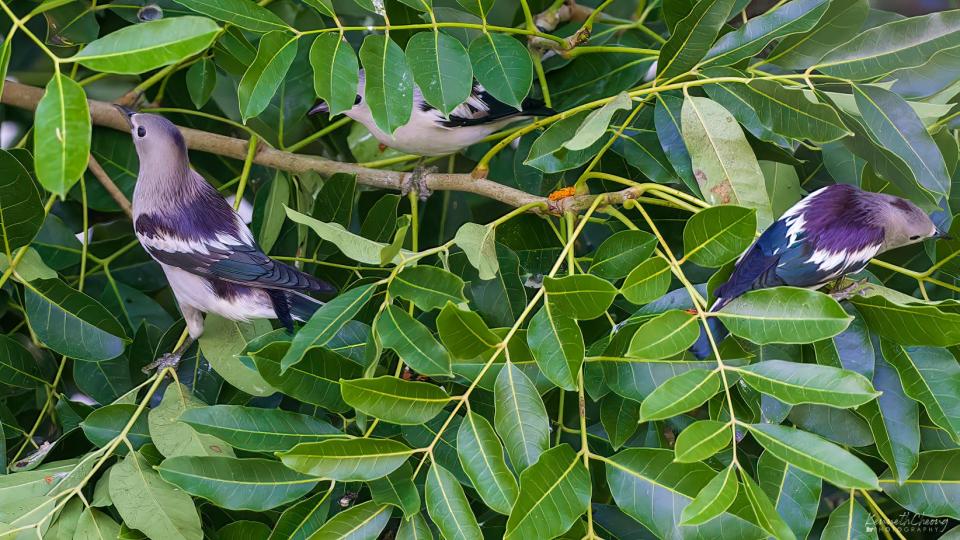 Daurian starlings in Yishun, Singapore in October 2021. (Photo courtesy of Kenneth Cheong)