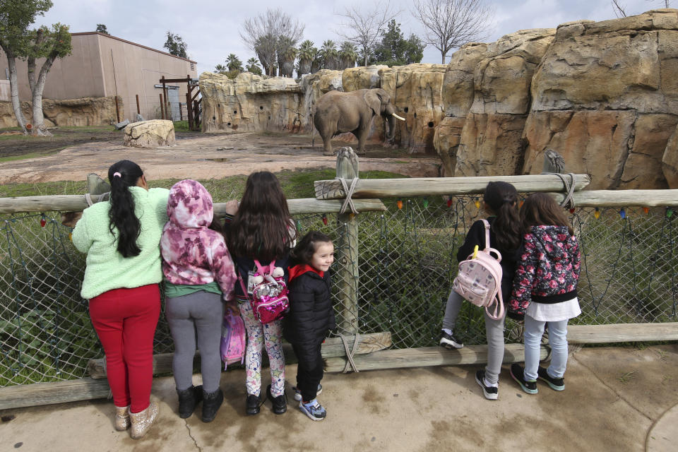Gia Martinez, center, was elated about seeing the large male elephant, Mabhulane (Mabu), near the open area where the zoo's three elephants roam in Fresno, Calif., Jan. 19, 2023. A community in the heart of California's farm belt has been drawn into a growing global debate over whether elephants should be in zoos. In recent years, some larger zoos have phased out elephant exhibits, but the Fresno Chaffee Zoo has gone in another direction, updating its Africa exhibit and collaborating with the Association of Zoos and Aquariums on breeding. (AP Photo/Gary Kazanjian)