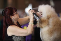 BIRMINGHAM, ENGLAND - MARCH 08: An owner applies hair spray to her Standard Poodle on Day one of Crufts at the Birmingham NEC Arena on March 8, 2012 in Birmingham, England. During the annual four-day competition nearly 22,000 dogs and their owners will compete in a variety of categories, ultimately seeking the coveted prize of 'Best In Show'. (Photo by Dan Kitwood/Getty Images)