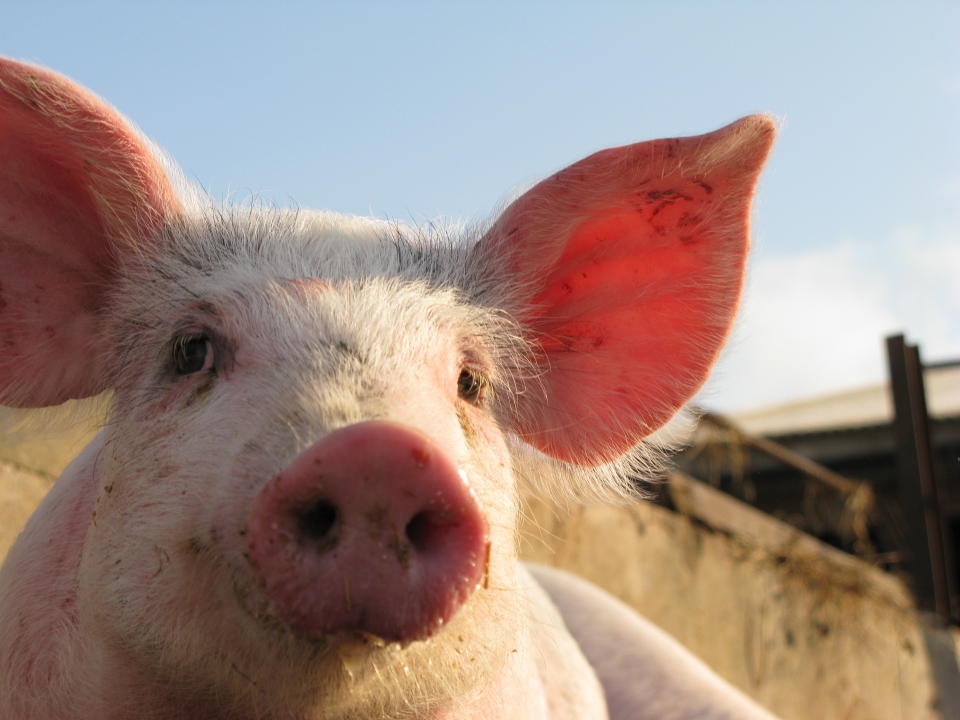 Happy pig on pig farm