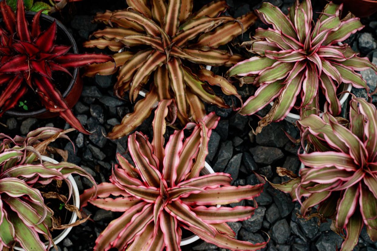 top view of cryptanthus bivittatus also known as earth star or pink starfis