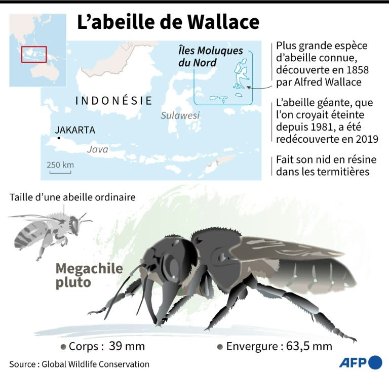 L'abeille de Wallace (AFP - Jonathan WALTER)