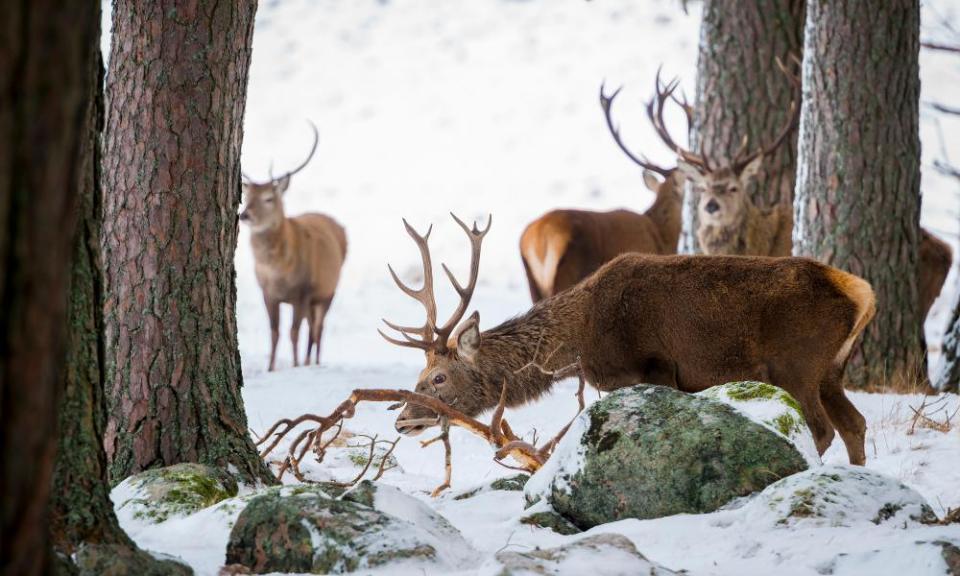 Red deer