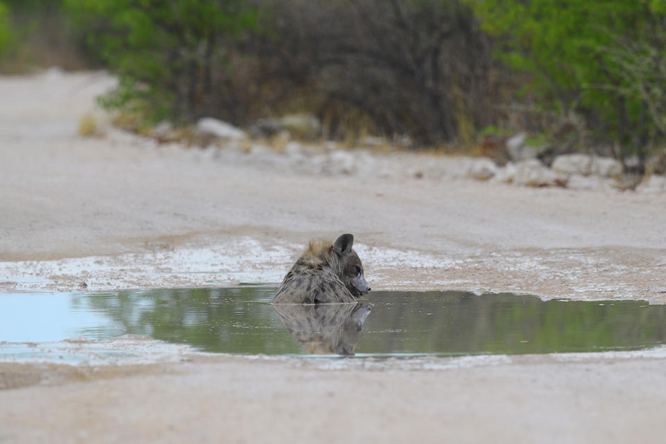 A hyena cools off in a puddle in the middle of the road after a night of rains near the Aus water hole. (Photo: Gordon Donovan/Yahoo News)