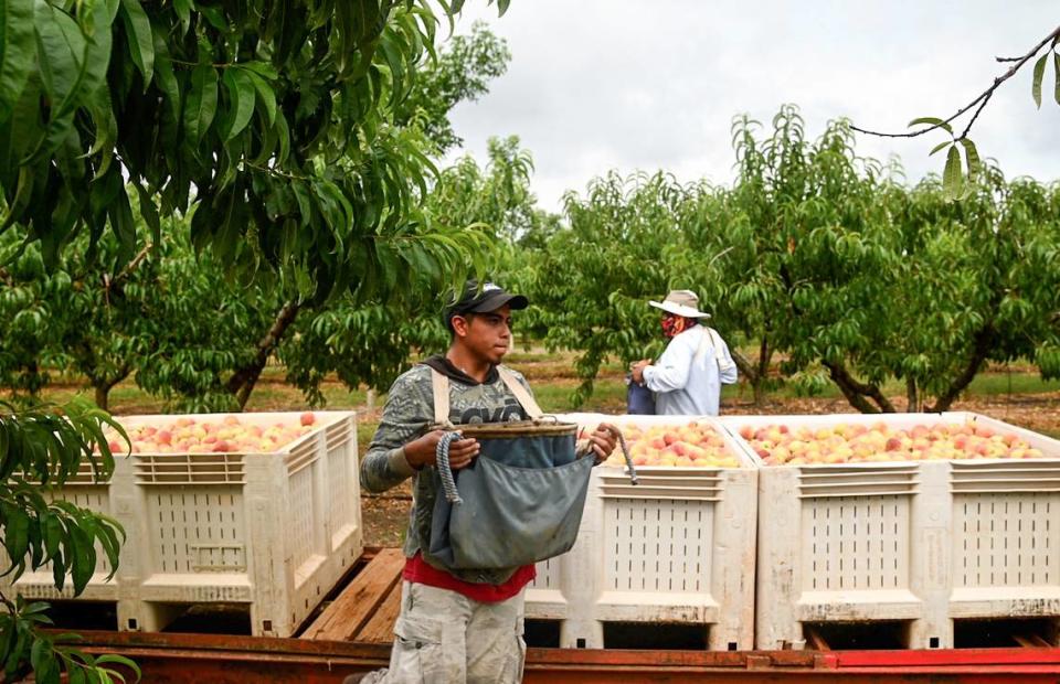 Dickey Farms workers pick peaches in an ordcard in Byron Monday morning. Dickey along with other Middle Georgia peach farmers sustained a substantail loss in the years crop due to lack of chill hours and a late freeze.