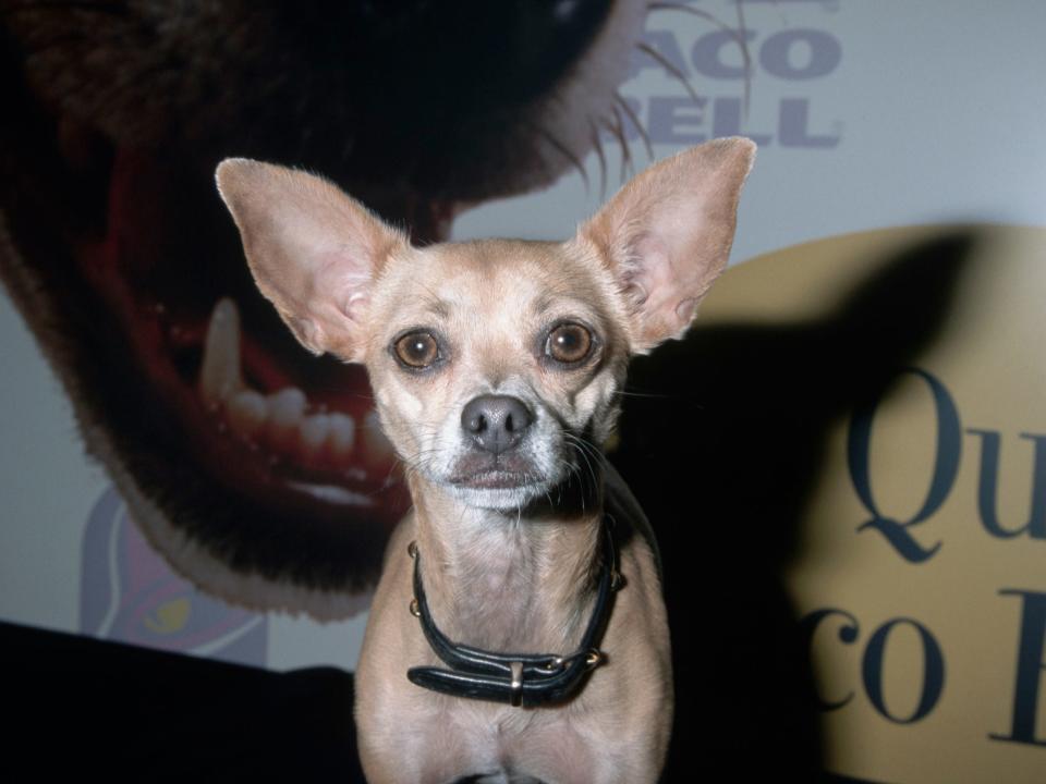 Gidget, the Taco Bell Chihuahua, appears at a convention.